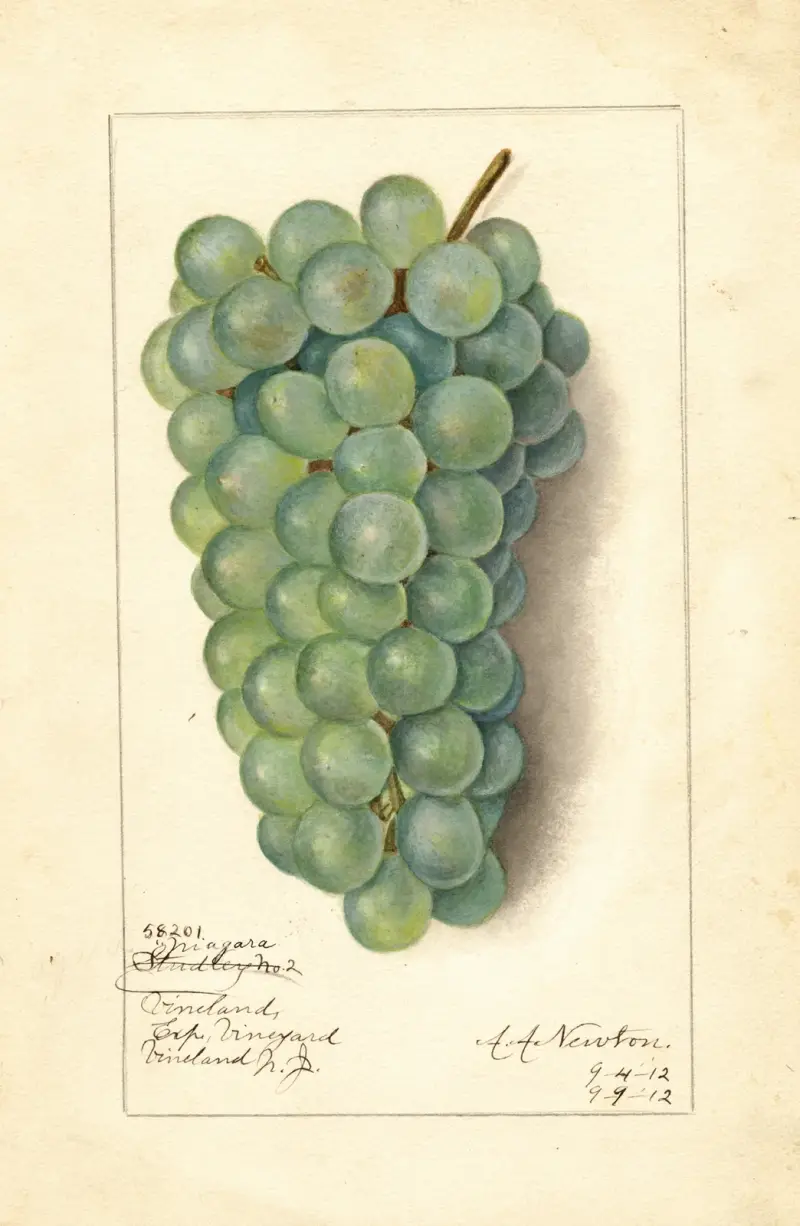 Vitis: Niagara von Amanda Almira Newton