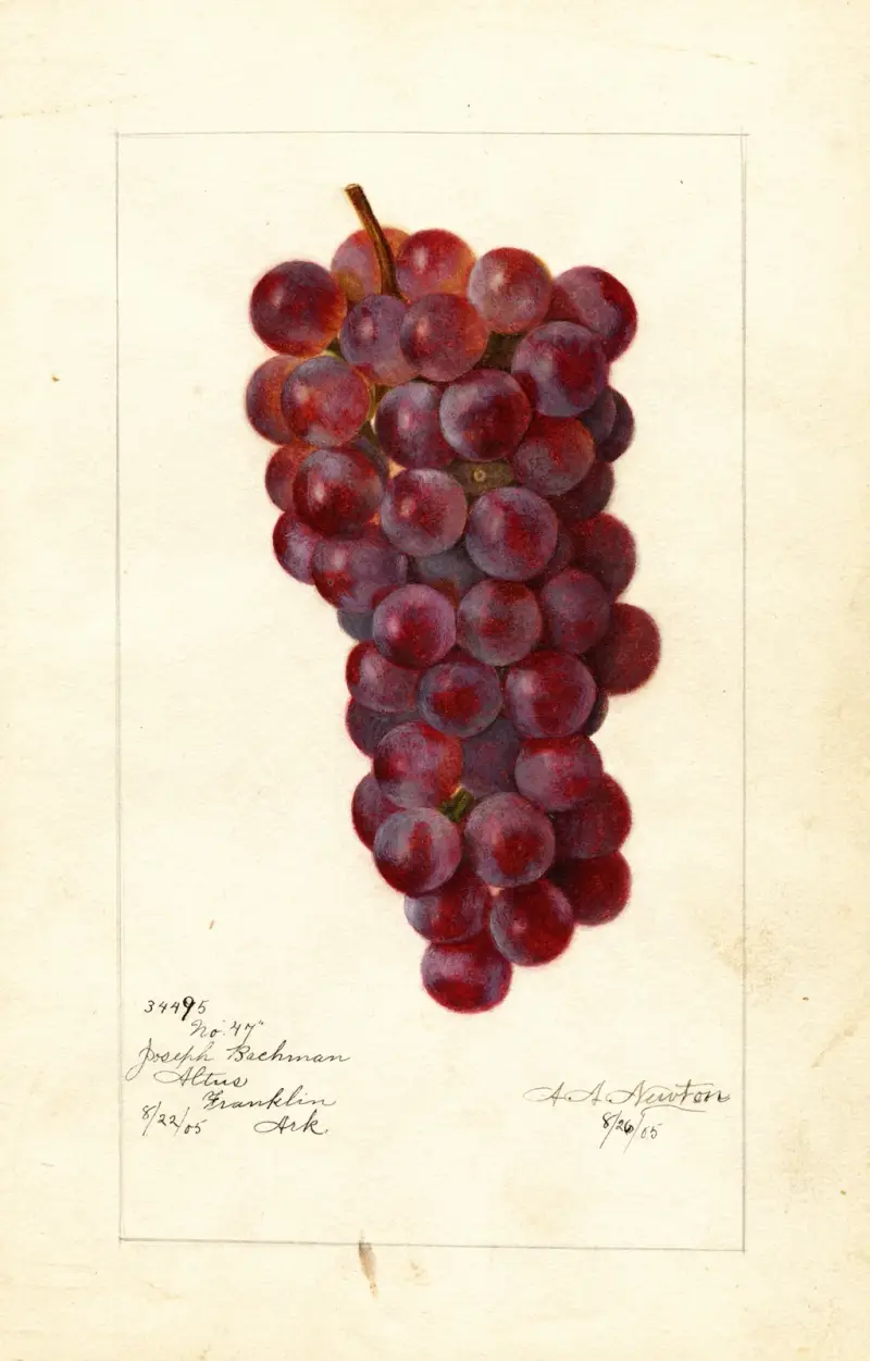 Vitis: No av Amanda Almira Newton
