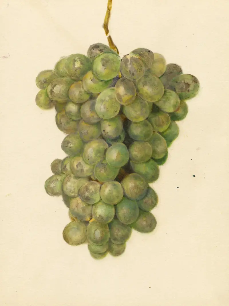 Vitis: Ontario av Amanda Almira Newton