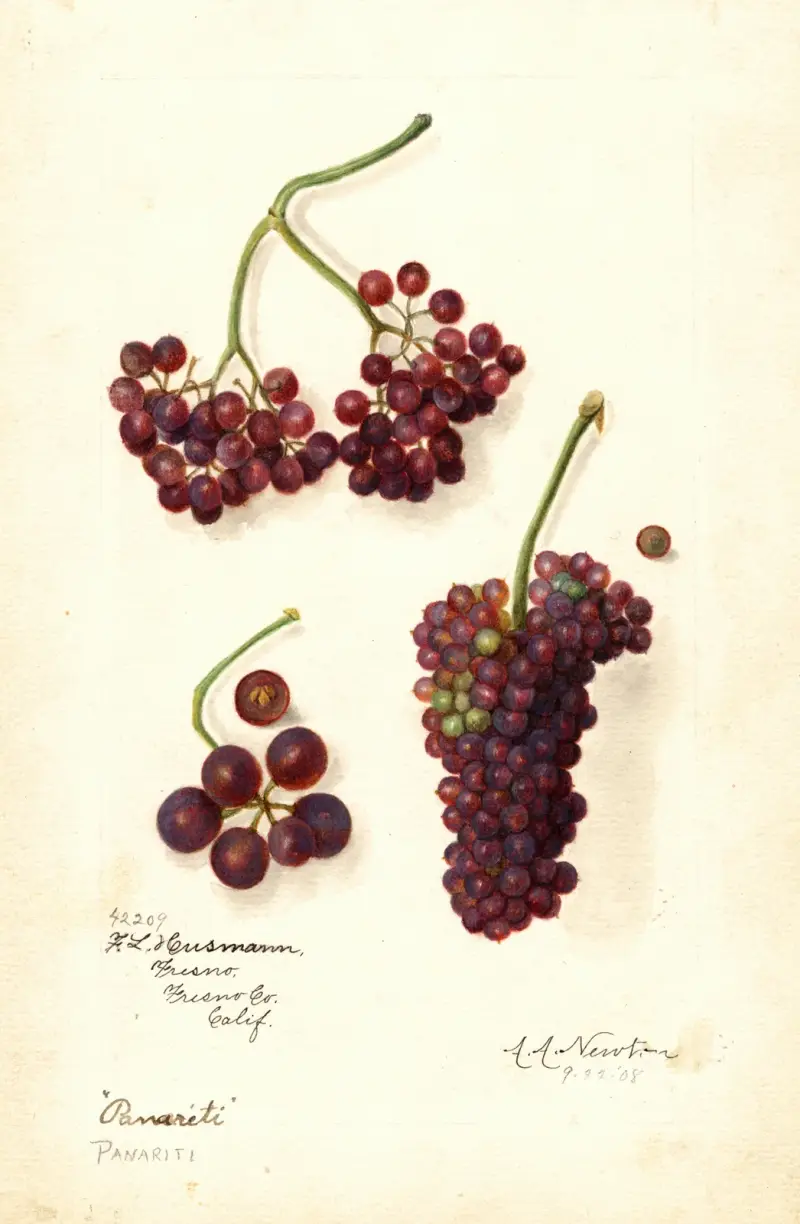 Vitis: Panariti av Amanda Almira Newton