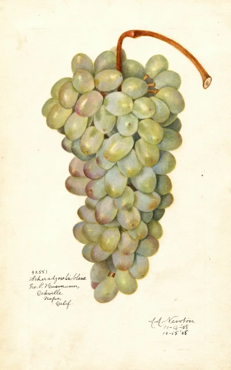 Vitis: Scheradzouli Blanc av Amanda Almira Newton