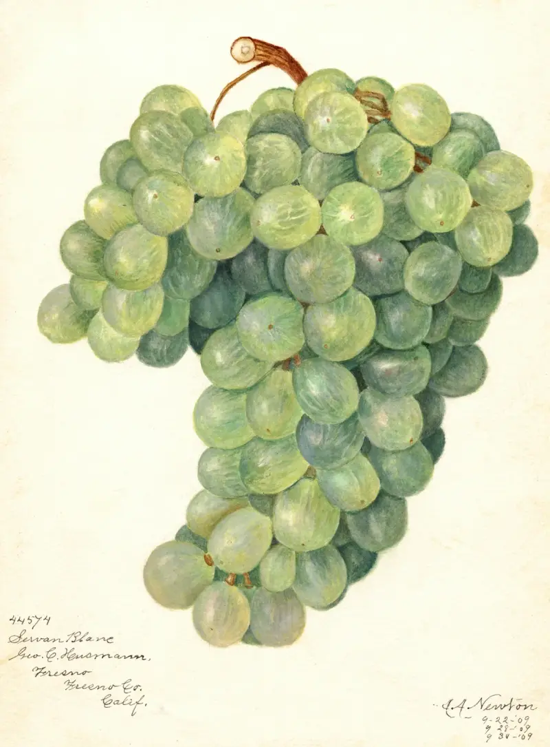 Vitis: Servan Blanc von Amanda Almira Newton