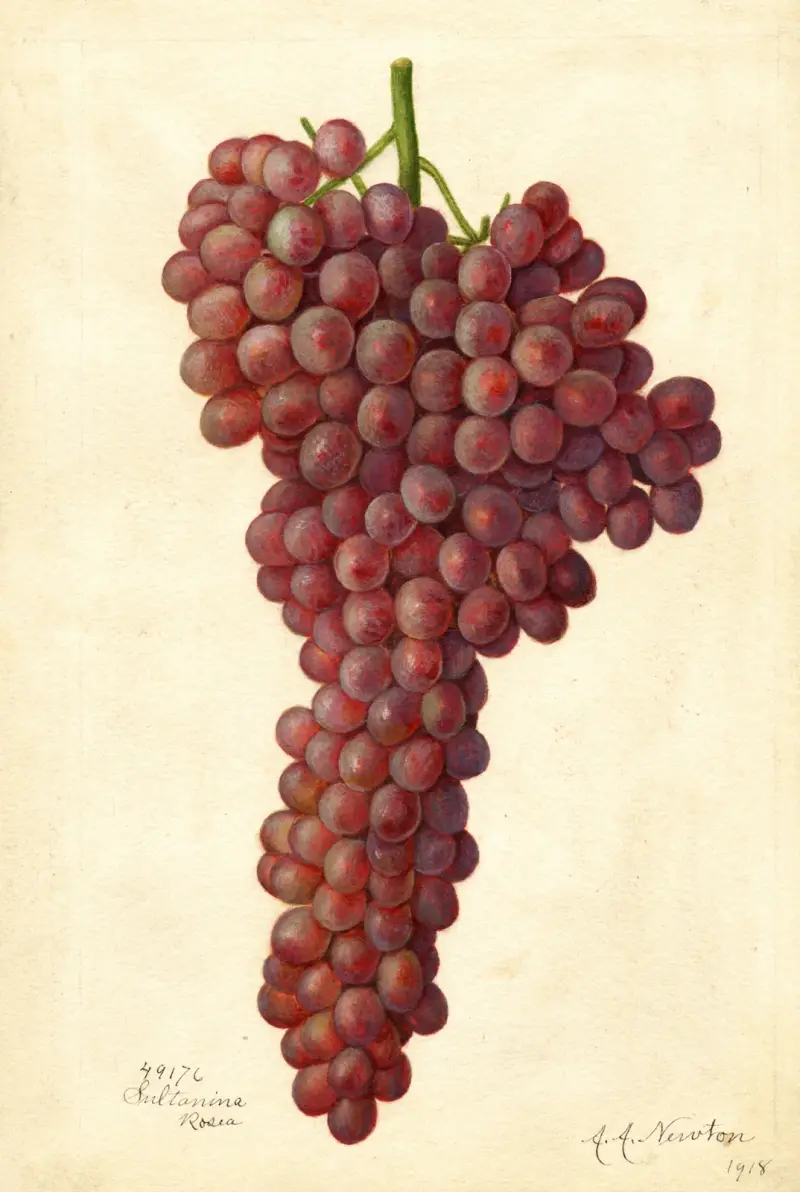Vitis: Sultanina Rosea av Amanda Almira Newton