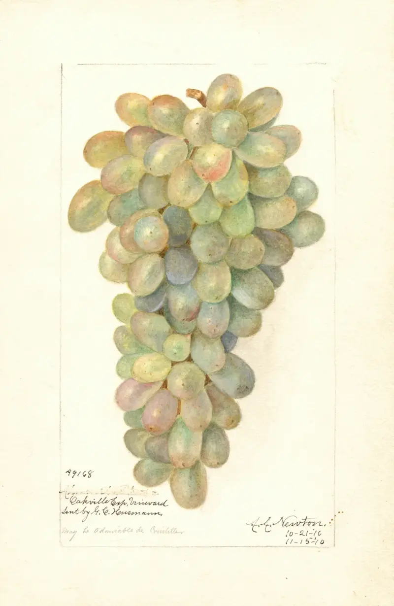 Vitis av Amanda Almira Newton