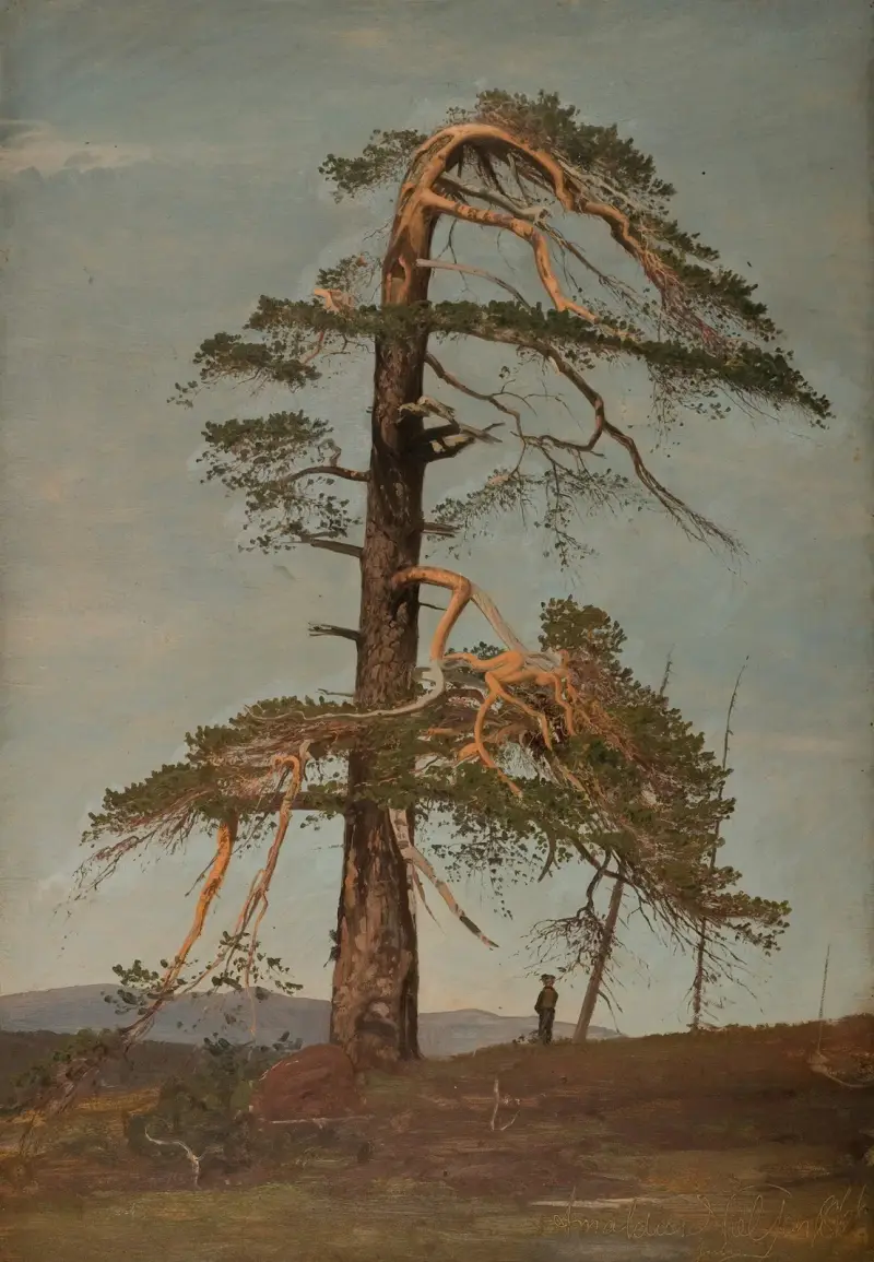 Furu. Vingeråsheia, Telemark av Amaldus Nielsen