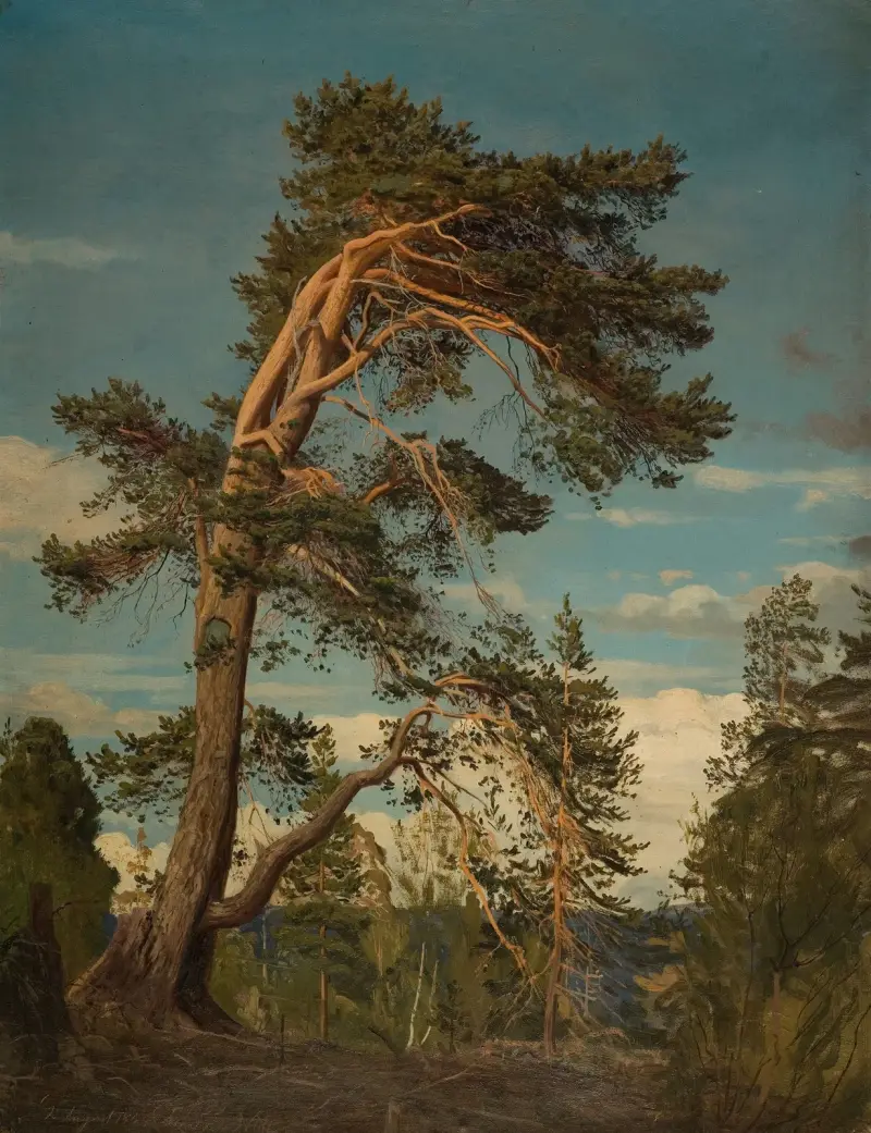 Gammel furu, øverst i Setesdal av Amaldus Nielsen