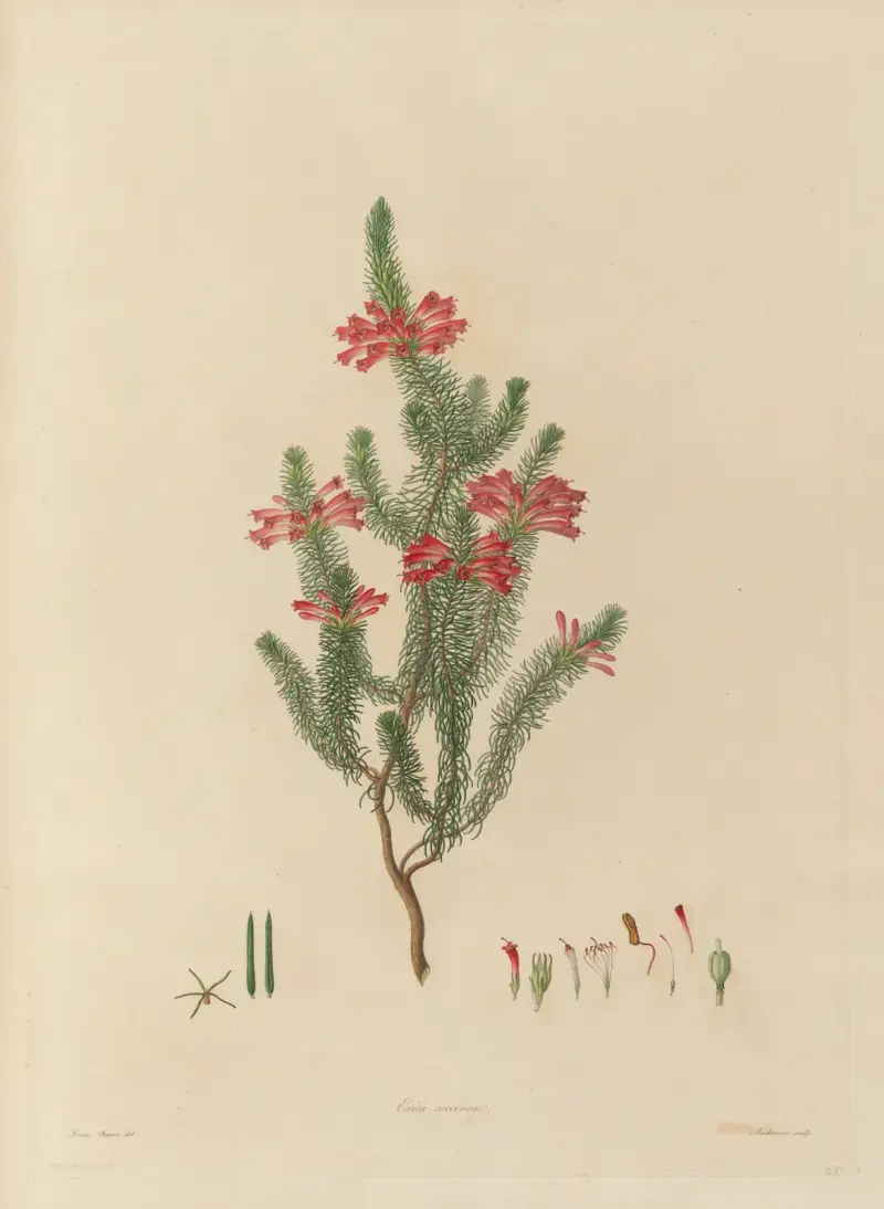 Delineations of exotick plants cultivated in the Royal gardens at Kew Pl.25 av Franz Andreas Bauer