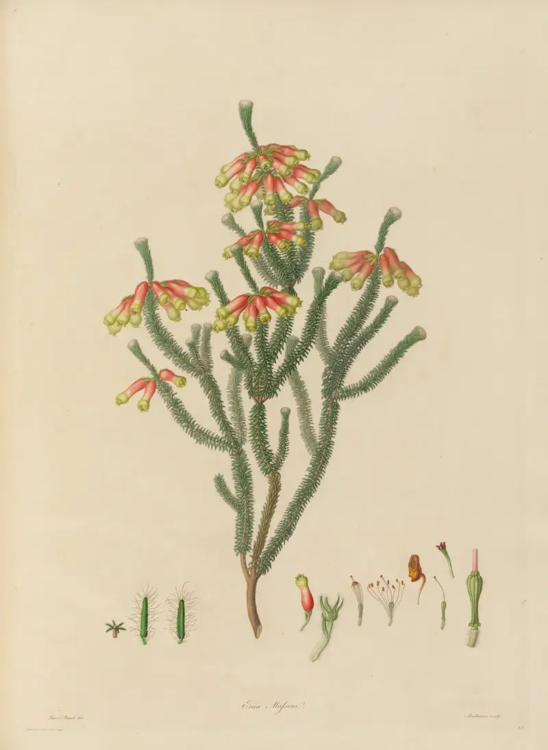 Delineations of exotick plants cultivated in the Royal gardens at Kew Pl.20 av Franz Andreas Bauer
