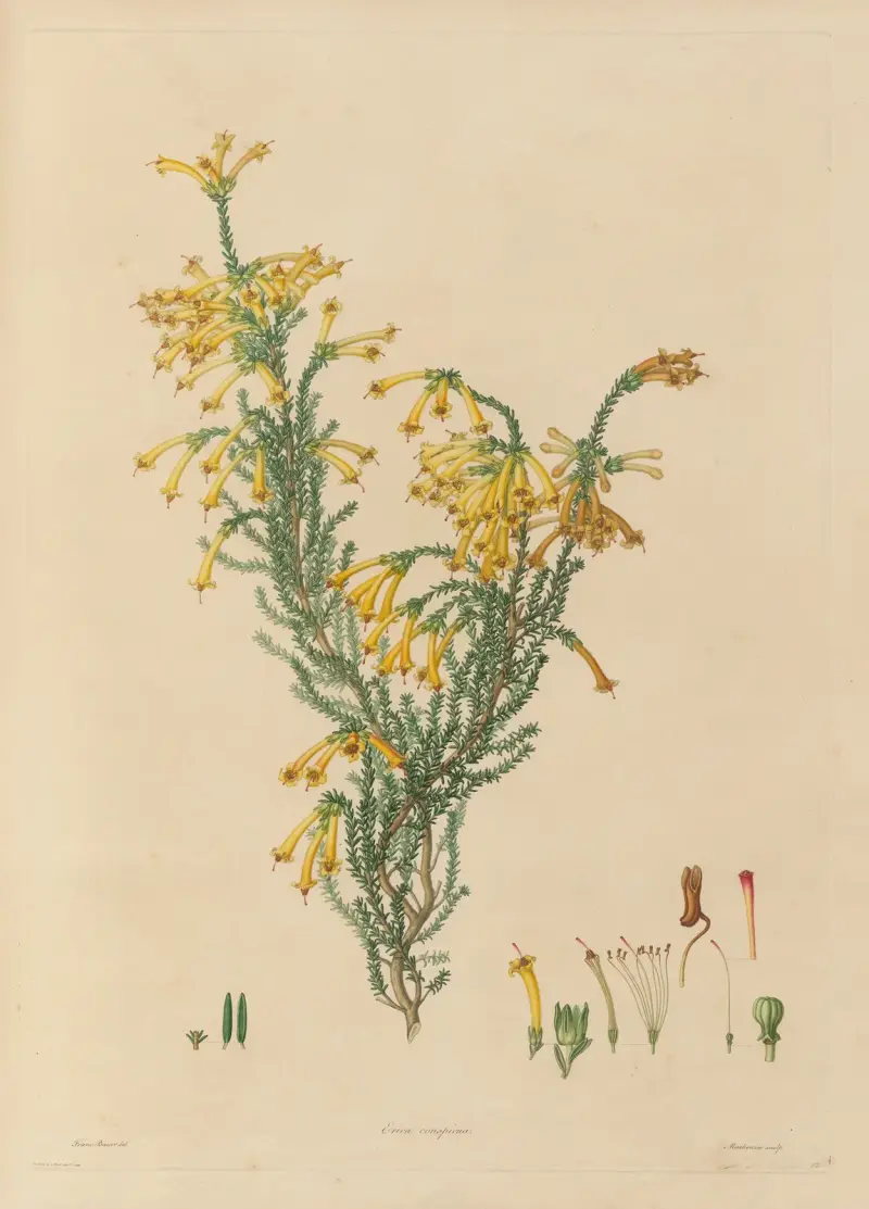 Delineations of exotick plants cultivated in the Royal gardens at Kew Pl.12 av Franz Andreas Bauer