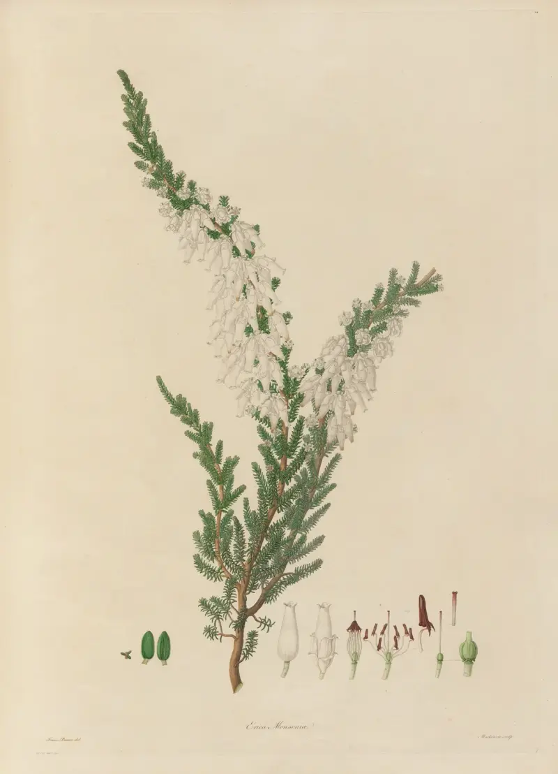 Delineations of exotick plants cultivated in the Royal gardens at Kew Pl.07 av Franz Andreas Bauer