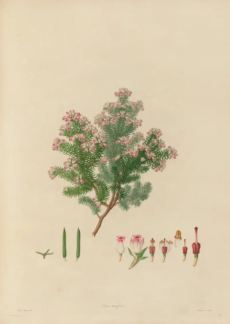 Delineations of exotick plants cultivated in the Royal gardens at Kew Pl.19 av Franz Andreas Bauer