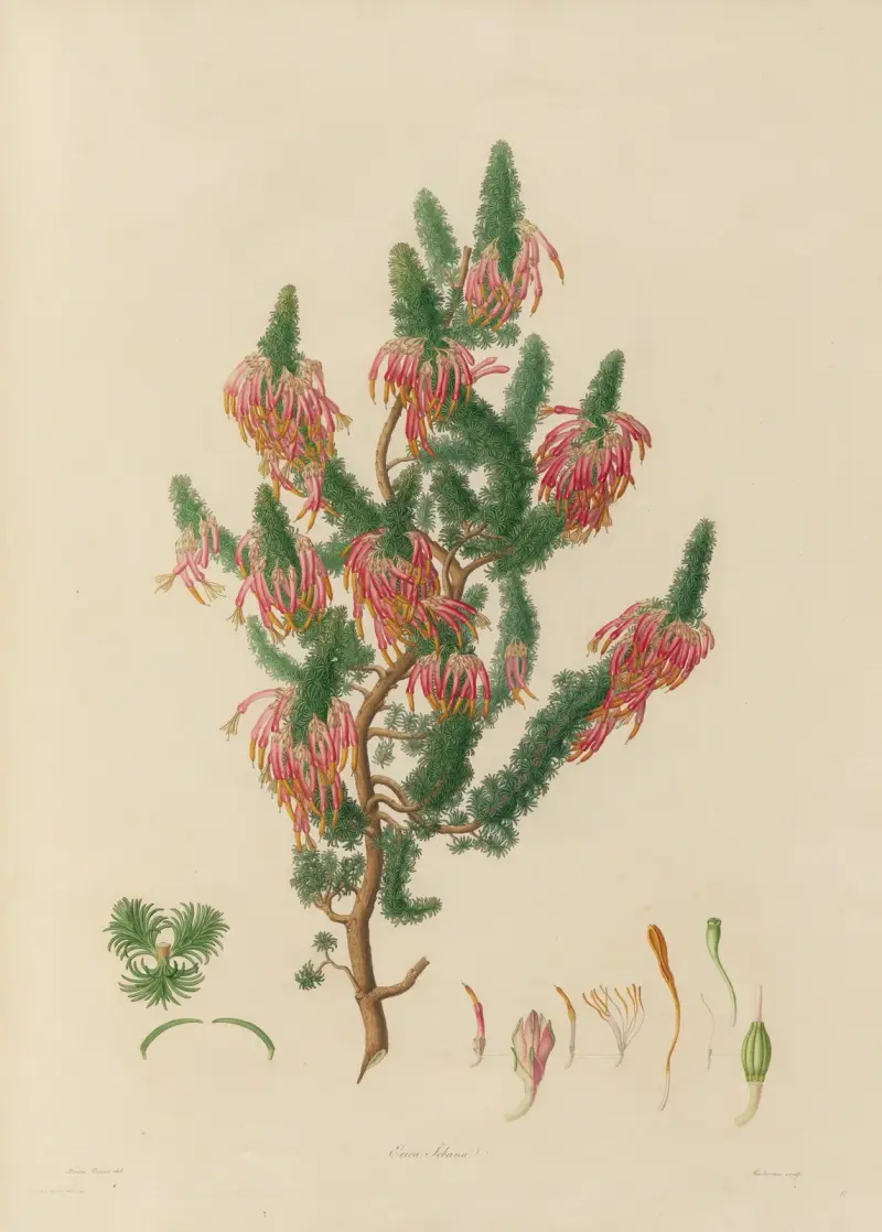 Delineations of exotick plants cultivated in the Royal gardens at Kew Pl.10 av Franz Andreas Bauer