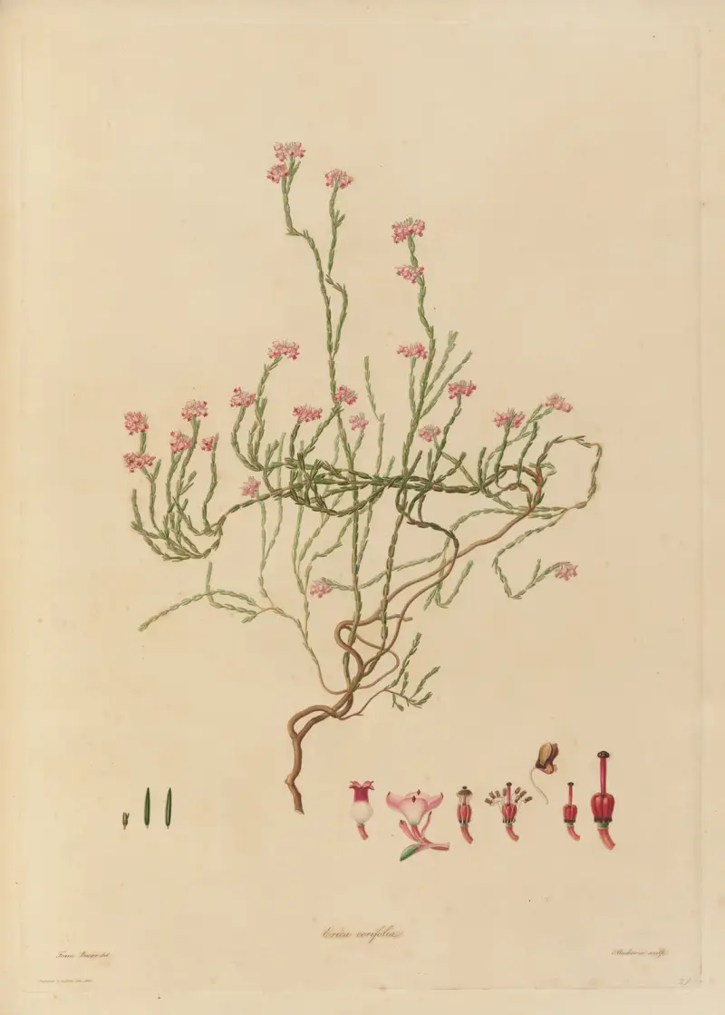 Delineations of exotick plants cultivated in the Royal gardens at Kew Pl.21 av Franz Andreas Bauer