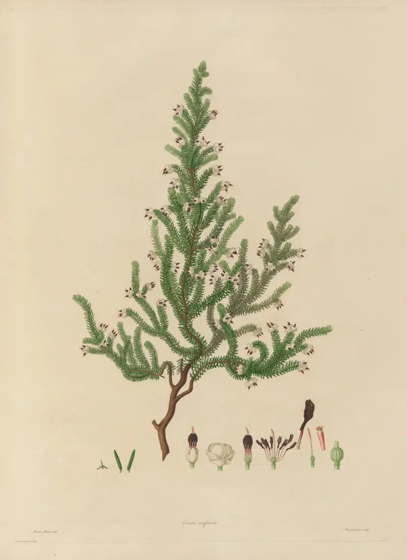 Abbildungen exotischer Pflanzen, kultiviert im Königlichen Garten in Kew, Taf. 11 von Franz Andreas Bauer