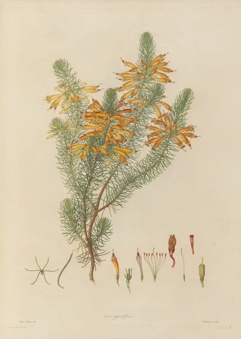 Delineations of exotick plants cultivated in the Royal gardens at Kew Pl.08 av Franz Andreas Bauer