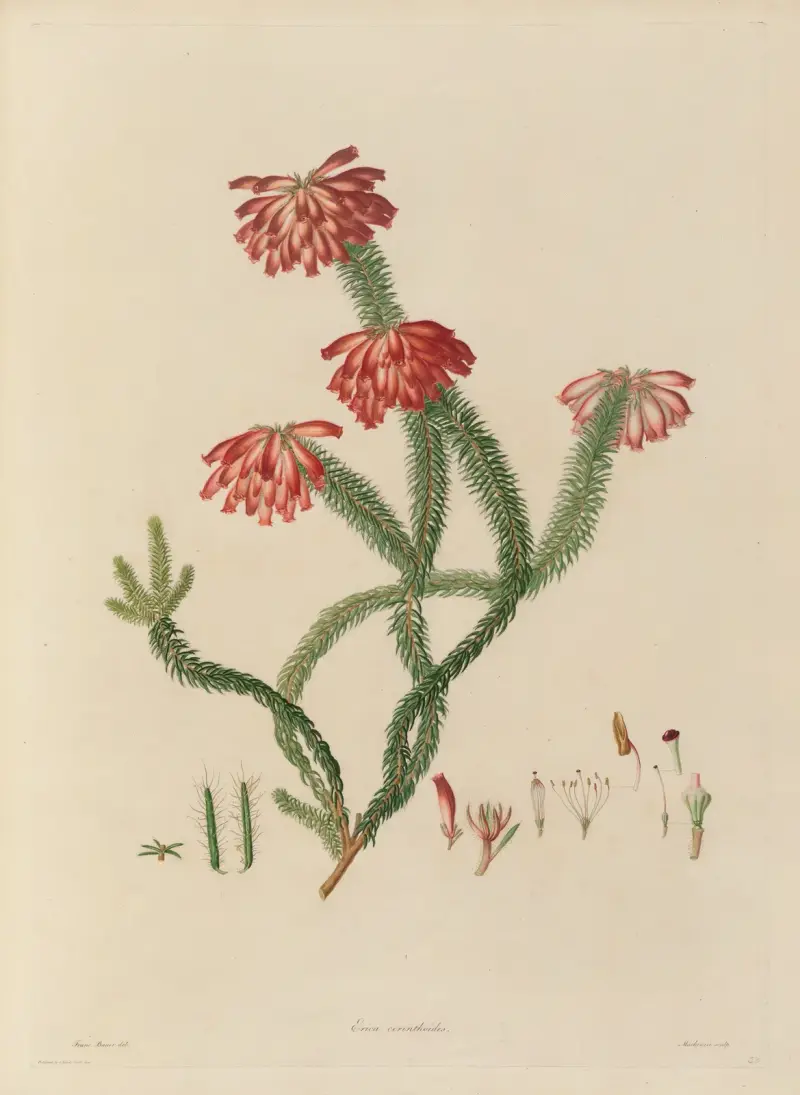 Delineations of exotick plants cultivated in the Royal gardens at Kew Pl.30 av Franz Andreas Bauer
