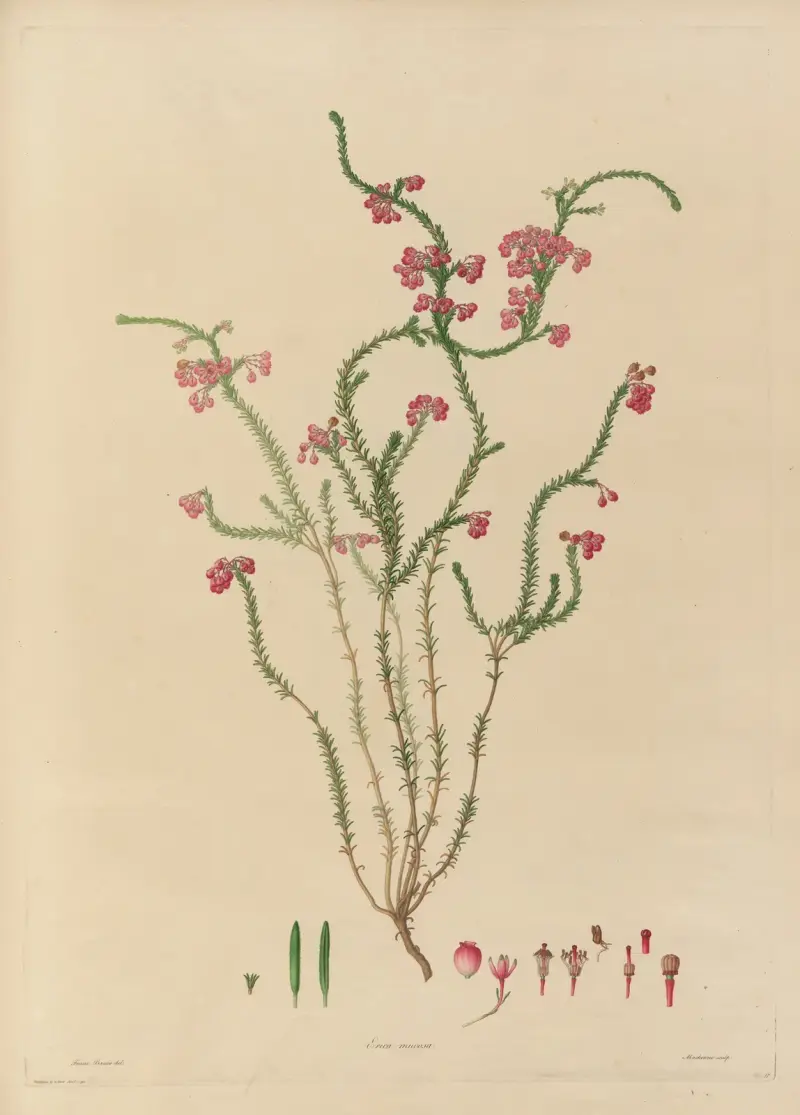 Delineations of exotick plants cultivated in the Royal gardens at Kew Pl.15 av Franz Andreas Bauer