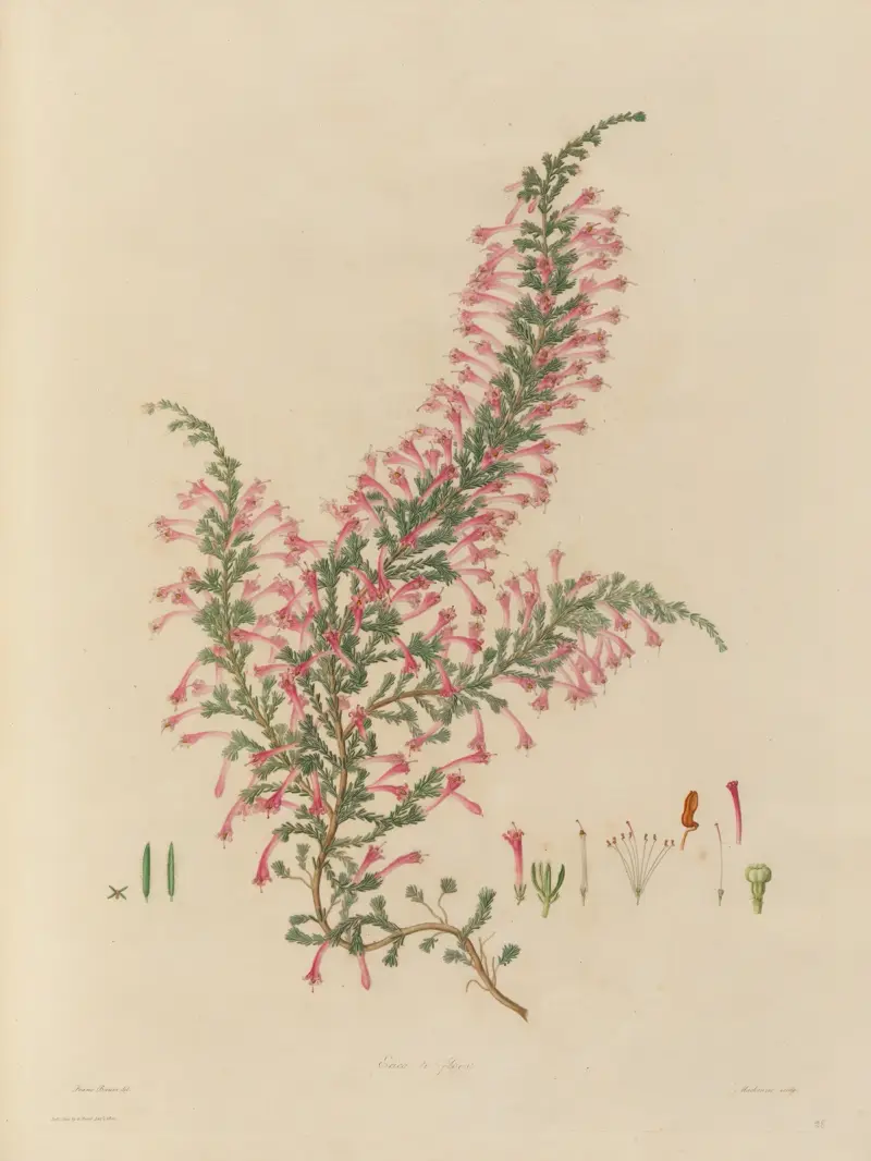 Abbildungen exotischer Pflanzen, kultiviert in den Königlichen Gärten zu Kew, Taf. 28 von Franz Andreas Bauer