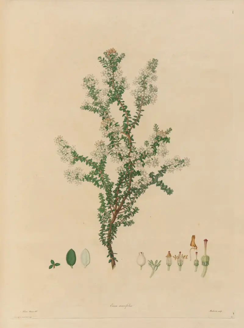 Delineations of exotick plants cultivated in the Royal gardens at Kew Pl.14 av Franz Andreas Bauer