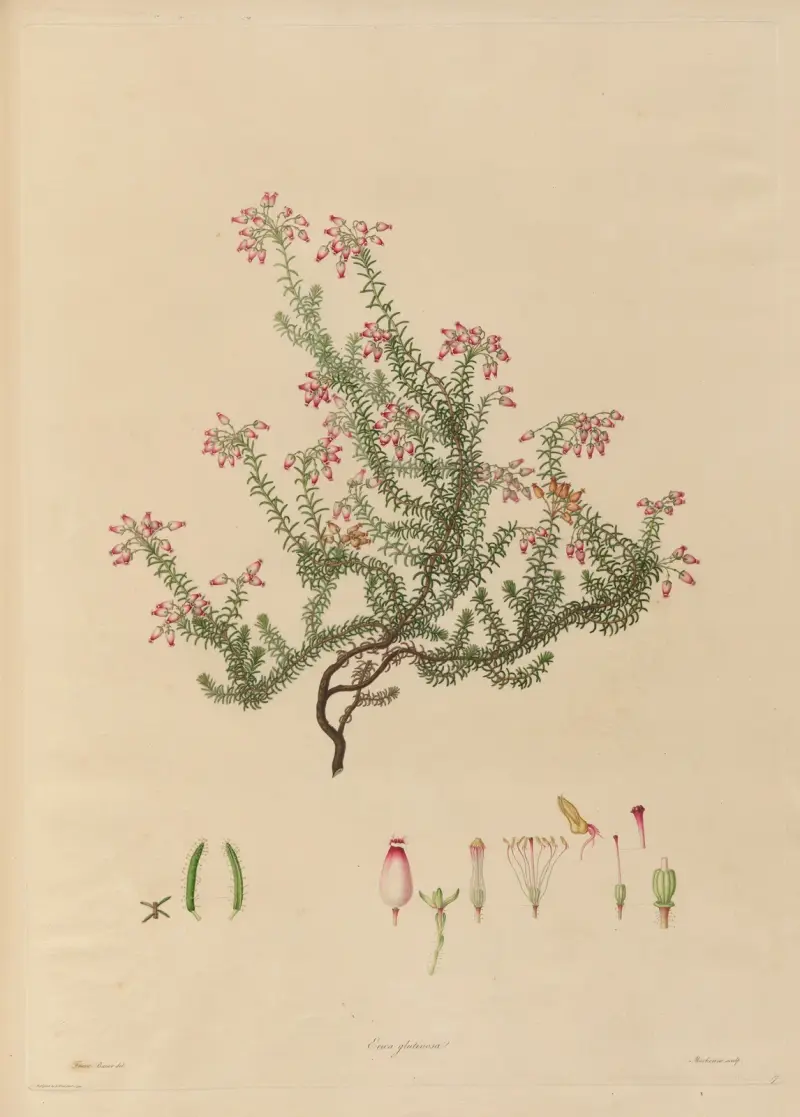 Darstellungen exotischer Pflanzen, kultiviert in den Königlichen Gärten von Kew, Taf. 17 von Franz Andreas Bauer