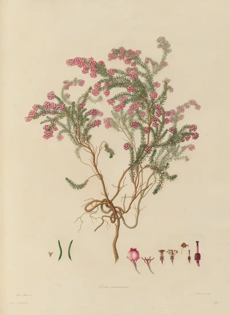 Delineations of exotick plants cultivated in the Royal gardens at Kew Pl.23 av Franz Andreas Bauer
