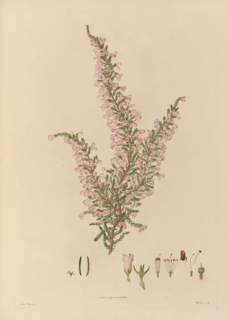 Delineations of exotick plants cultivated in the Royal gardens at Kew Pl.27 av Franz Andreas Bauer