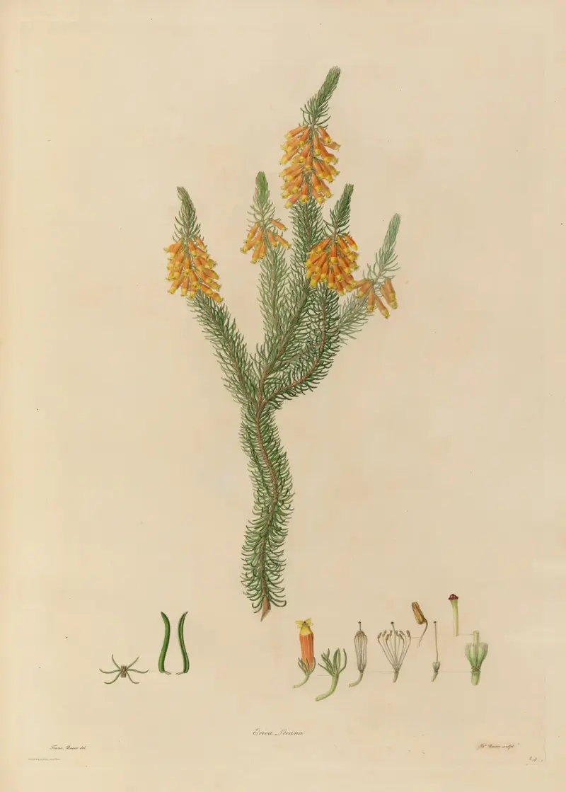 Delineations of exotick plants cultivated in the Royal gardens at Kew Pl.24 av Franz Andreas Bauer