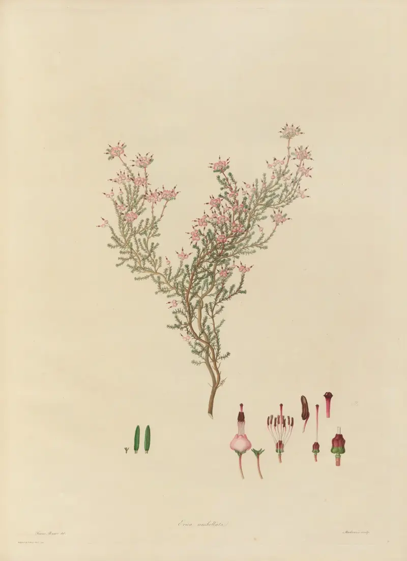 Delineations of exotick plants cultivated in the Royal gardens at Kew Pl.05 av Franz Andreas Bauer
