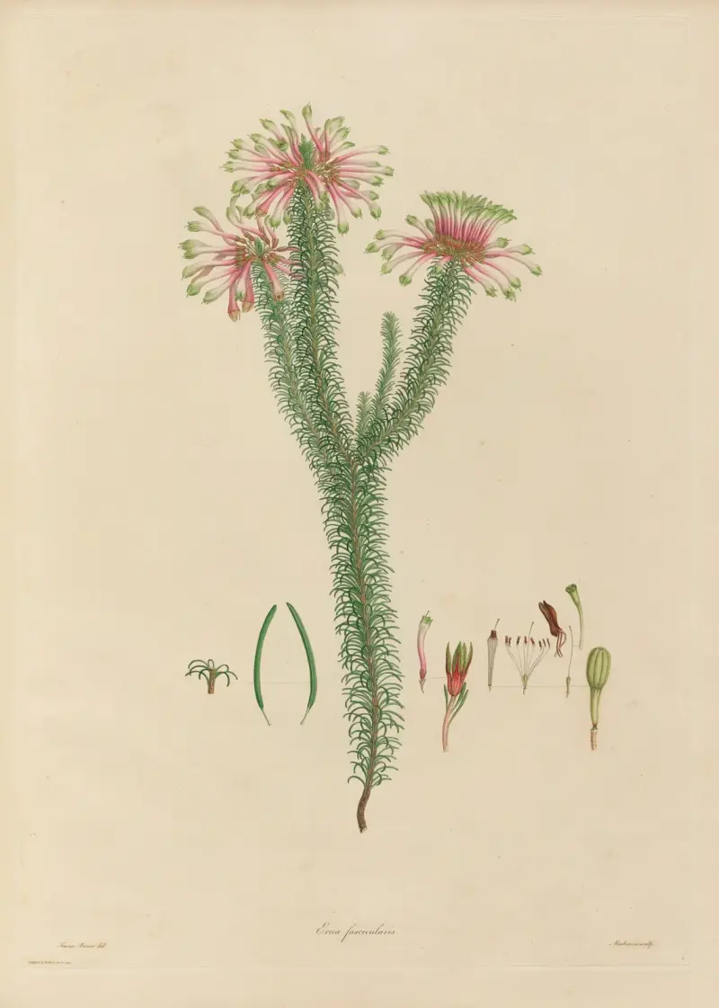 Delineations of exotick plants cultivated in the Royal gardens at Kew Pl.06 av Franz Andreas Bauer