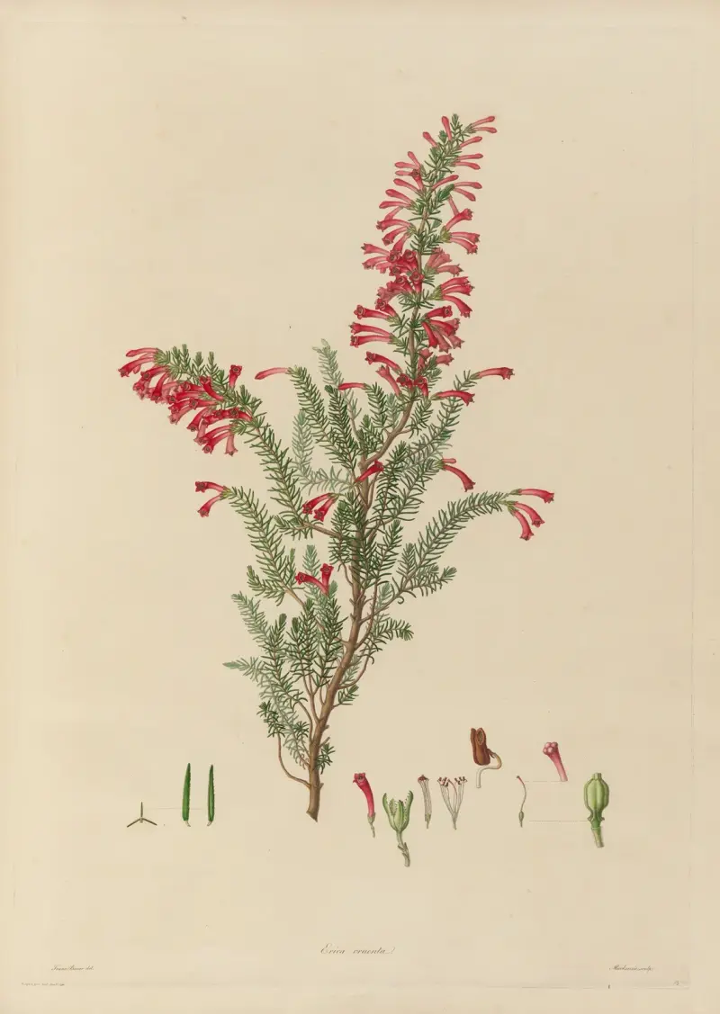 Abbildungen exotischer Pflanzen, kultiviert im Königlichen Garten zu Kew, Tafel 13 von Franz Andreas Bauer
