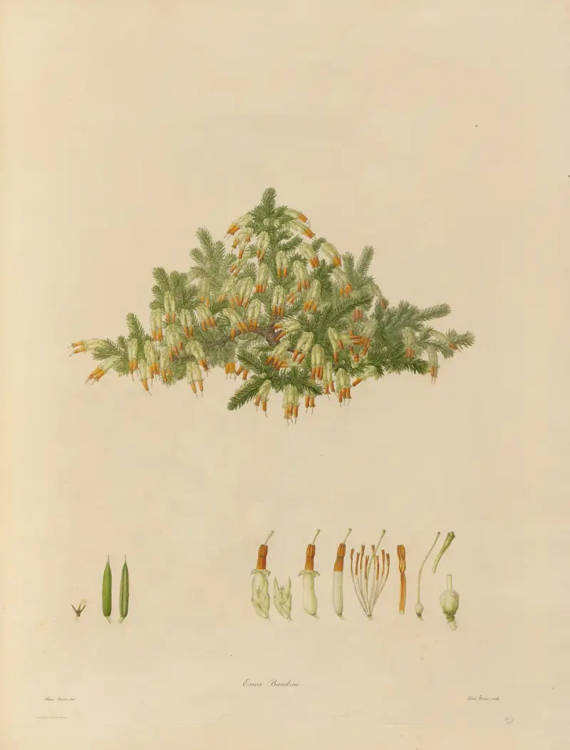 Delineations of exotick plants cultivated in the Royal gardens at Kew Pl.29 av Franz Andreas Bauer