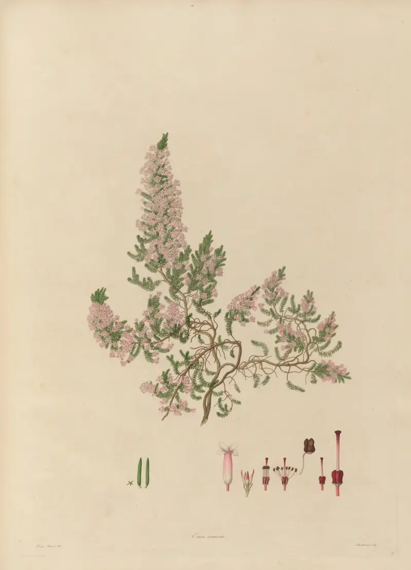 Delineations of exotick plants cultivated in the Royal gardens at Kew Pl.18 av Franz Andreas Bauer
