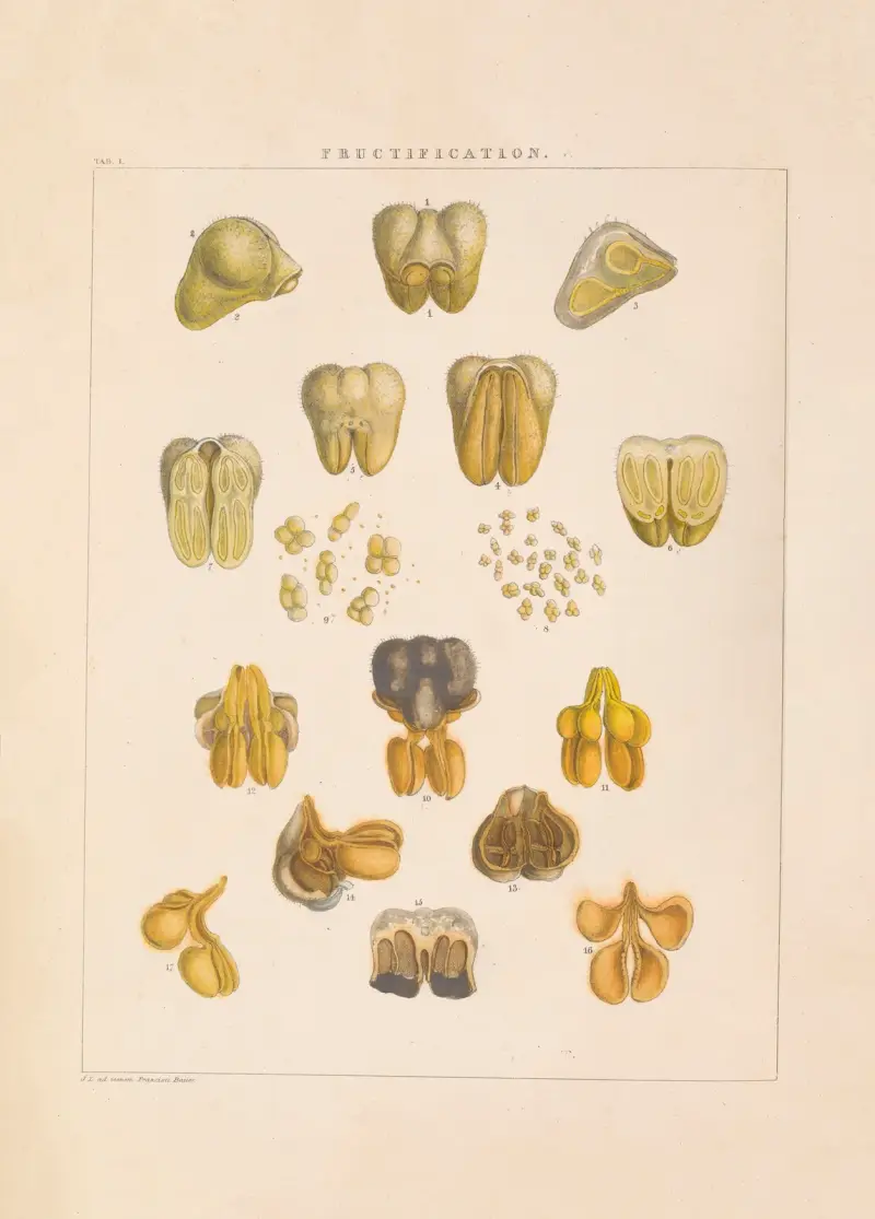 Illustrations of orchidaceous plants Pl.01 av Franz Andreas Bauer
