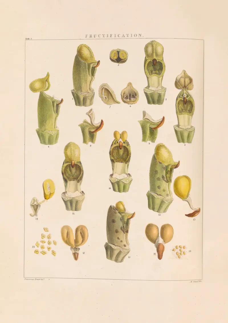 Illustrations of orchidaceous plants Pl.02 av Franz Andreas Bauer