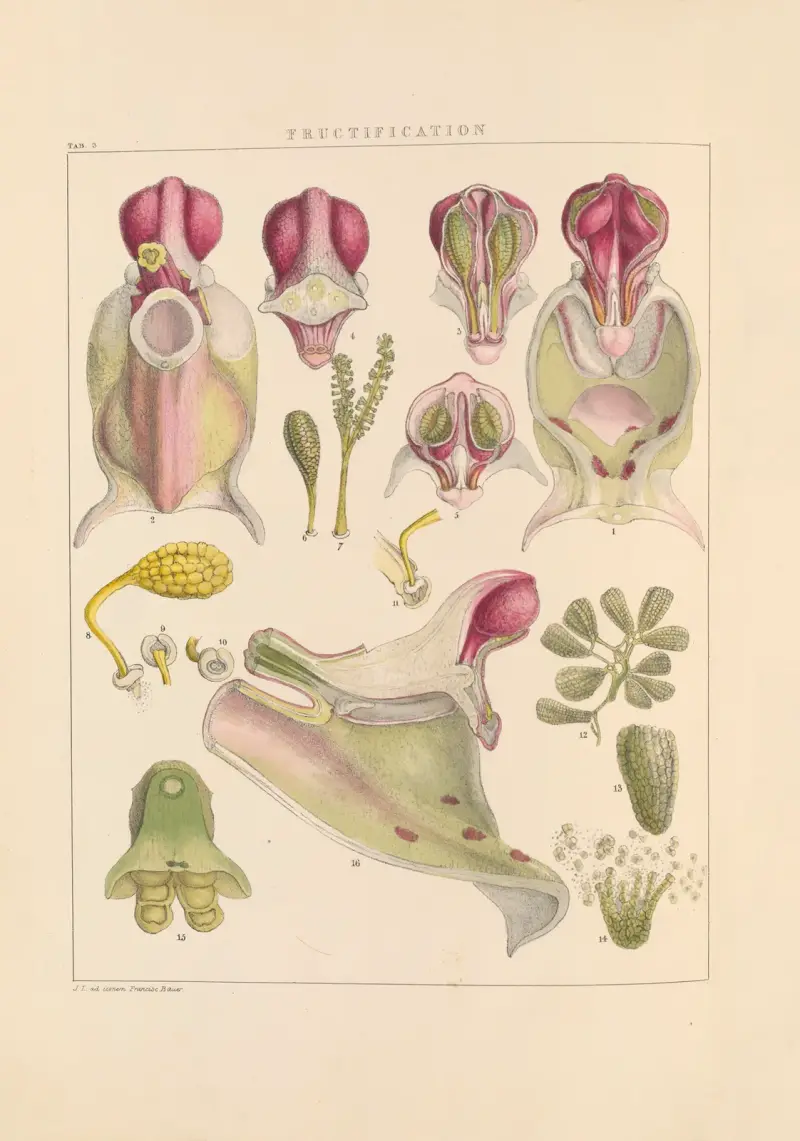 Illustrationen von Orchideen, Tafel 3 von Franz Andreas Bauer