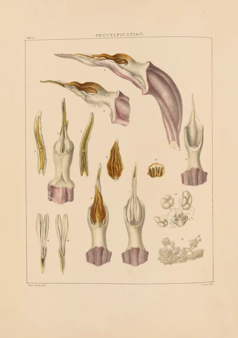 Illustrations of orchidaceous plants Pl.04 av Franz Andreas Bauer