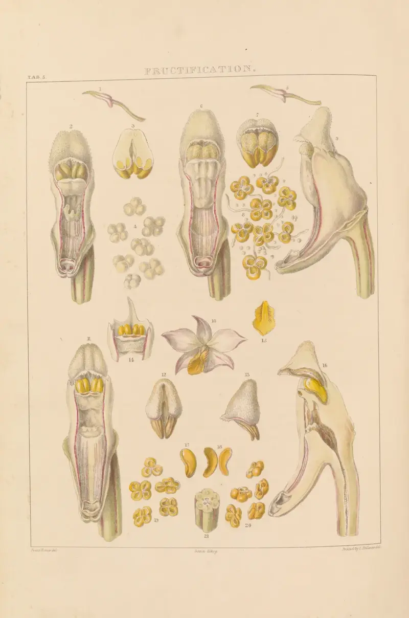Illustrationer av orkidéer, plansch 5 av Franz Andreas Bauer