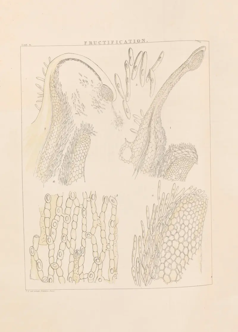 Illustrations of orchidaceous plants Pl.06 av Franz Andreas Bauer