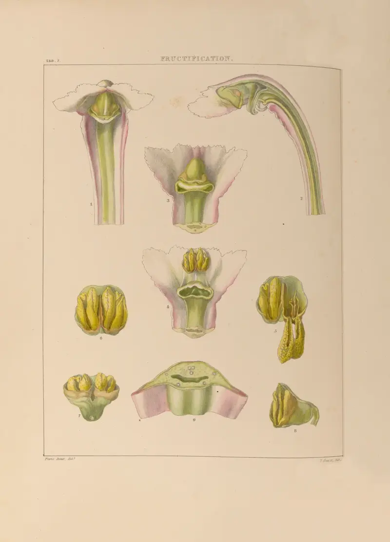 Illustrations of orchidaceous plants Pl.07 av Franz Andreas Bauer