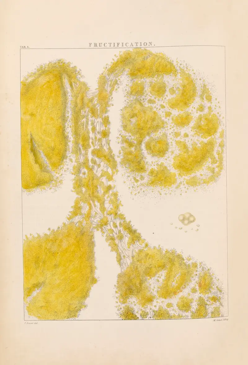 Illustrations of orchidaceous plants Pl.08 av Franz Andreas Bauer