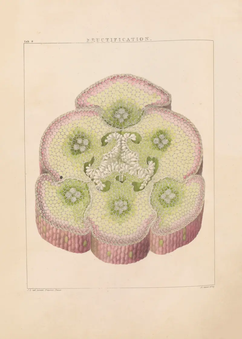 Illustrations of orchidaceous plants Pl.09 av Franz Andreas Bauer