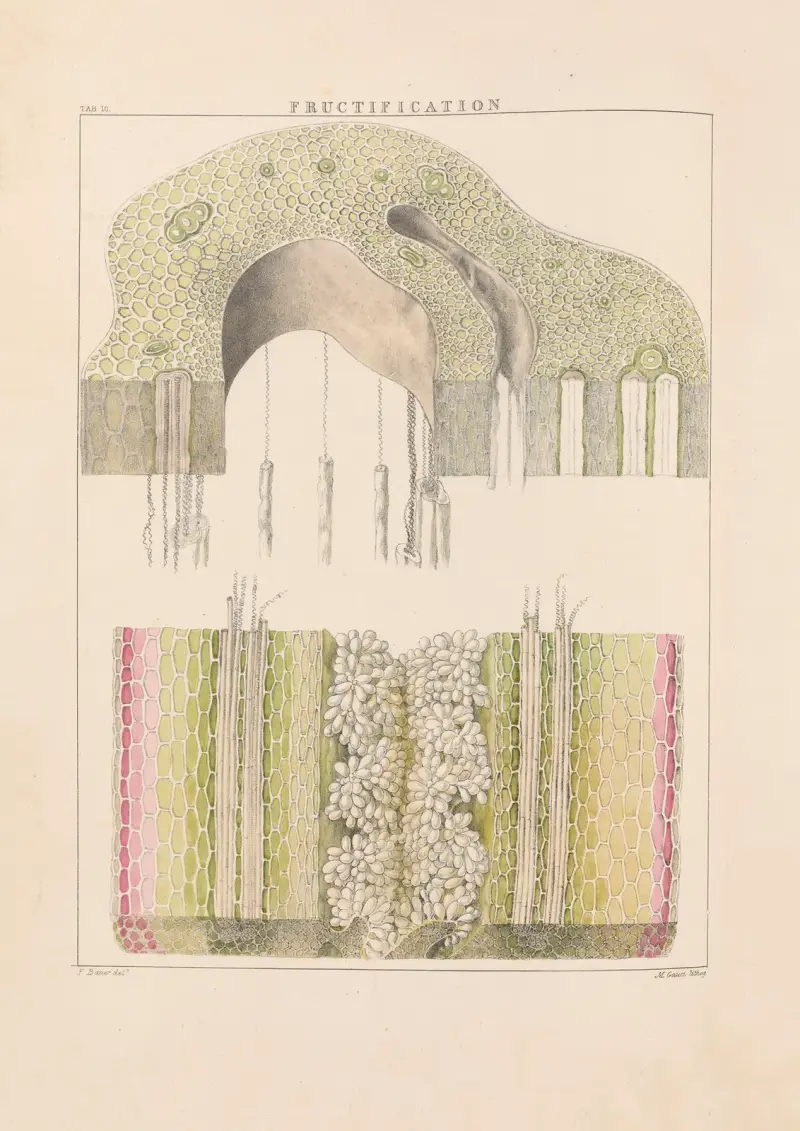 Illustrations of orchidaceous plants Pl.10 av Franz Andreas Bauer