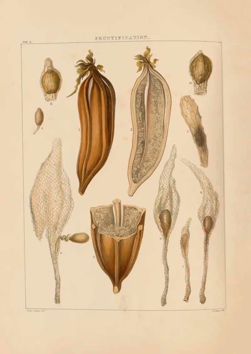 Illustrations of orchidaceous plants Pl.11 av Franz Andreas Bauer
