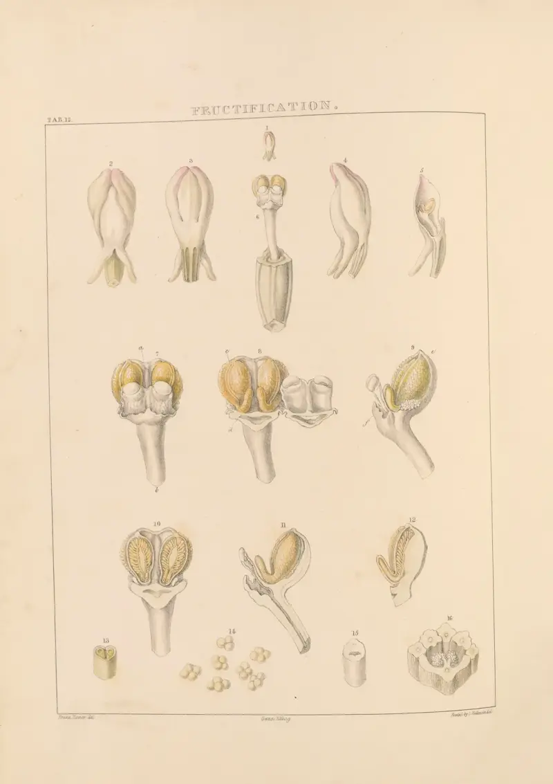 Illustrations of orchidaceous plants Pl.12 av Franz Andreas Bauer