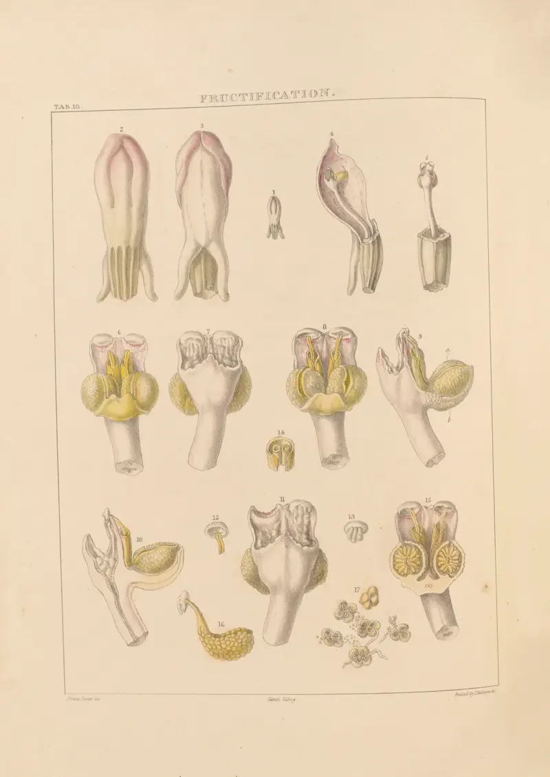 Illustrations of orchidaceous plants Pl.13 av Franz Andreas Bauer
