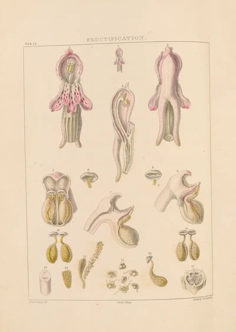 Illustrations of orchidaceous plants Pl.14 av Franz Andreas Bauer
