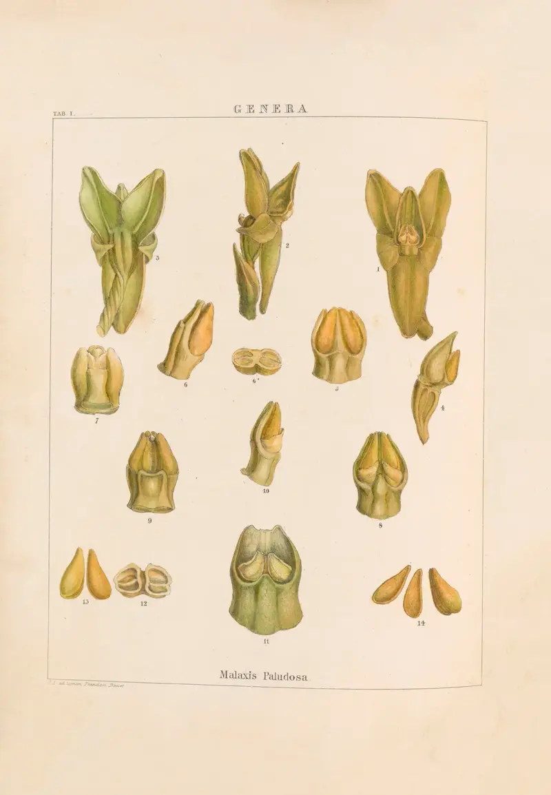 Ilustracje roślin storczykowatych, plansza 16, Franz Andreas Bauer