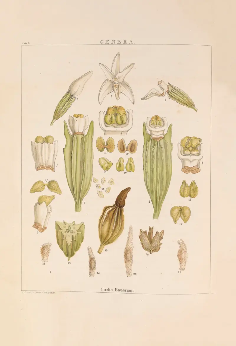 Illustrationer av orkidéer, plansch 18 av Franz Andreas Bauer