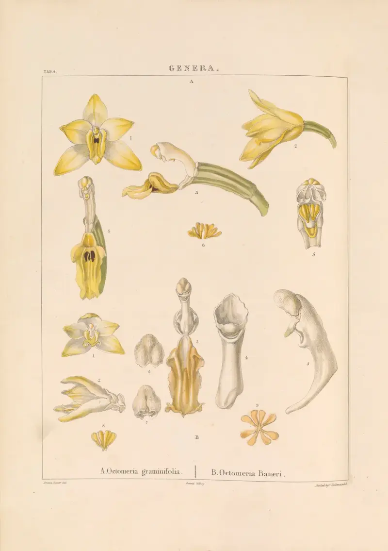 Illustrations of orchidaceous plants Pl.19 av Franz Andreas Bauer