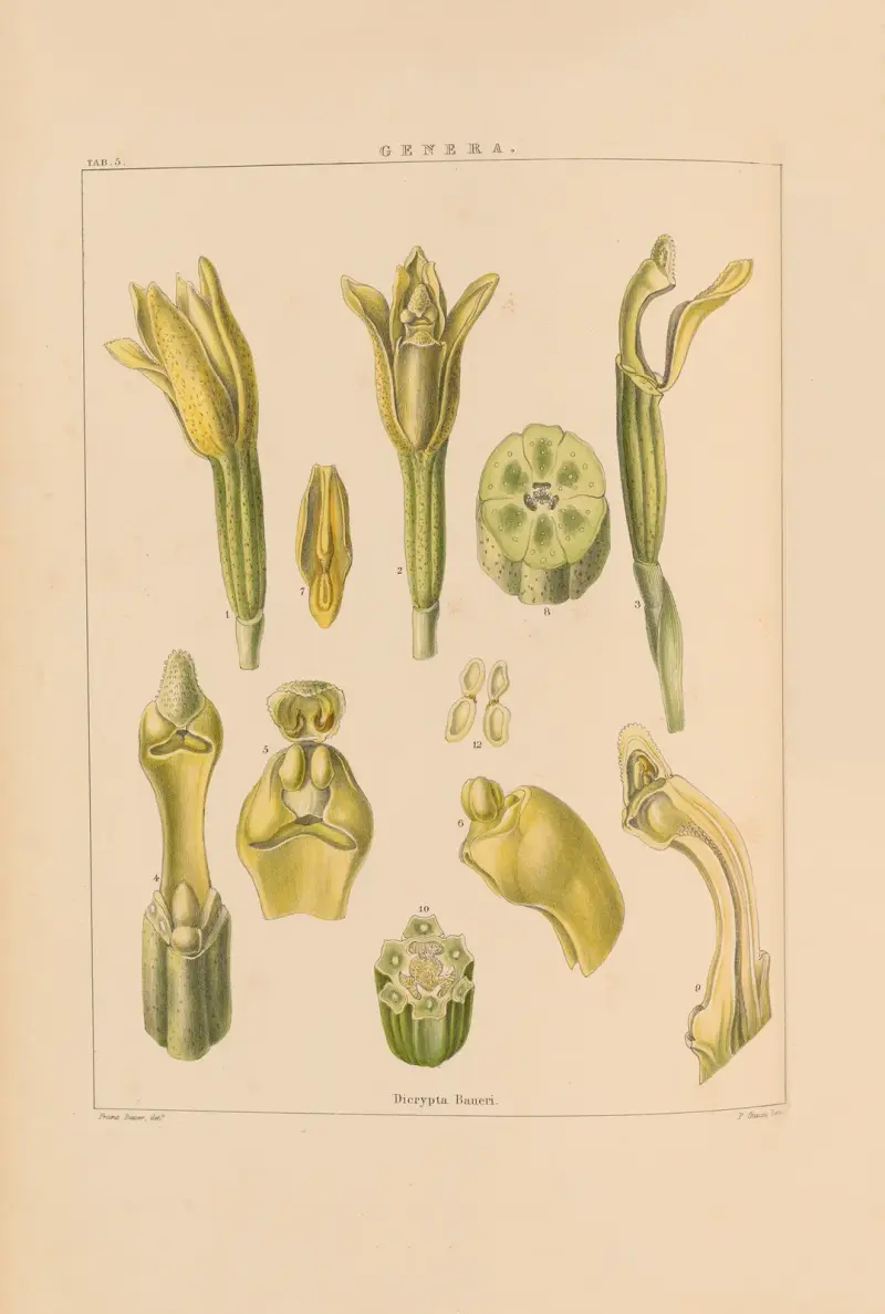 Illustrations of orchidaceous plants Pl.20 av Franz Andreas Bauer